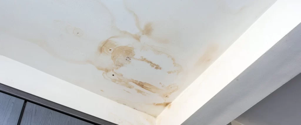 A white interior home ceiling showing large, brown, circular water stains caused by active and ongoing roof leaks above.