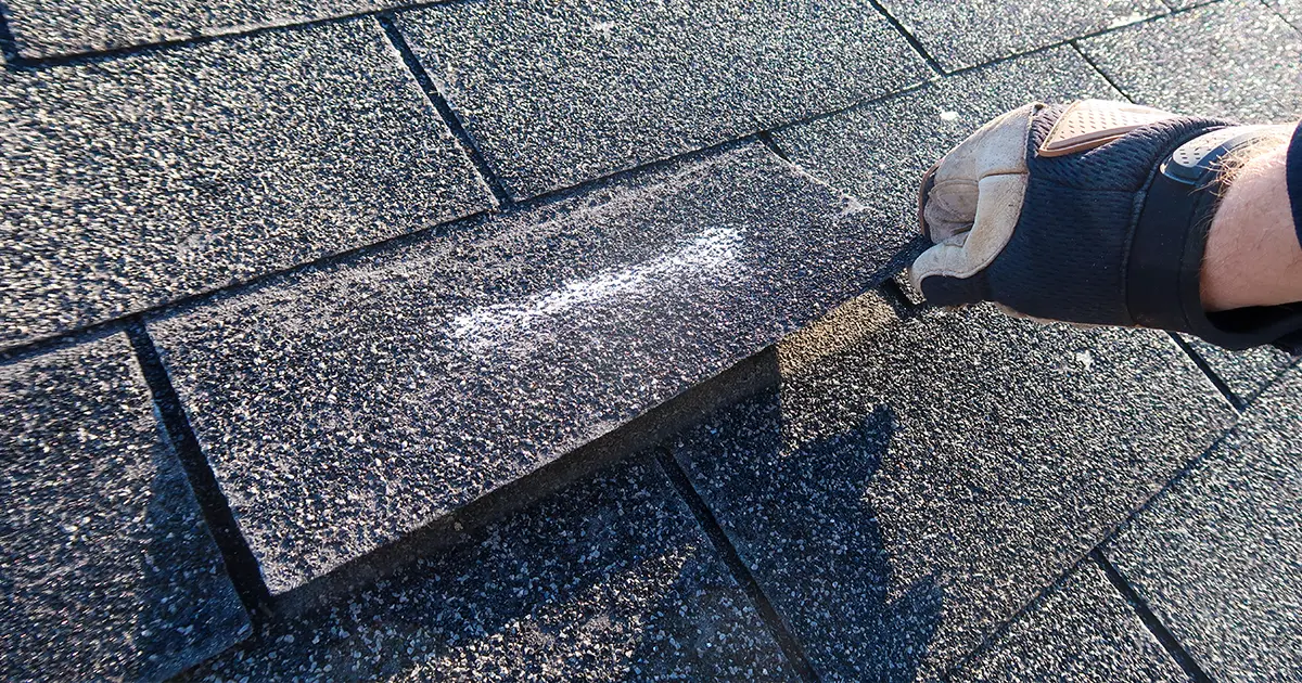 Damaged asphalt roof shingle being lifted during roof repair inspection